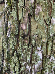 tree bark texture background. Old tree bark
