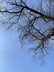 treetops against the blue sky. nature background
