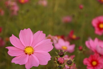 Obraz premium 愛媛県三間町のコスモス畑 ピンク色のコスモス