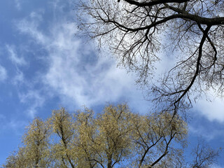 treetops against the blue sky. nature background

