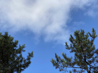 treetops against the blue sky. nature background
