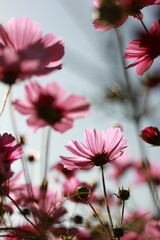 愛媛県三間町のコスモス畑　透過したコスモスの花びら
