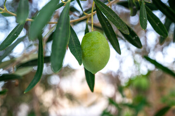 A growing olive in Asprovalta, Greece