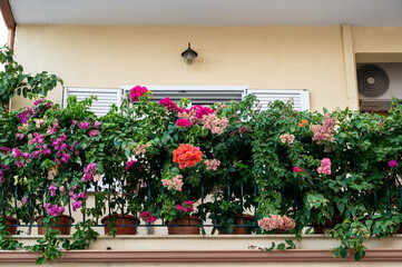 Flowers on a porch in Asprovalta, Greece
