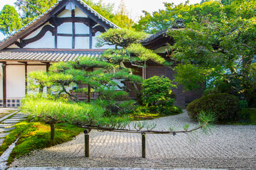 松と日本庭園