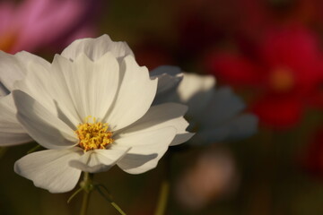 愛媛県三間町のコスモス畑　白いコスモスの花