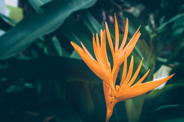 Tropical orange flower in jungle.Dark green nature background.