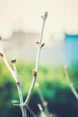 New buds of hydrangea in the garden. Shallow depth of field.