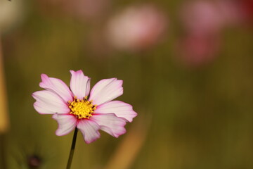 愛媛県三間町のコスモス畑　一輪のコスモスの花
