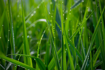 
juicy green grass in drops of morning dew