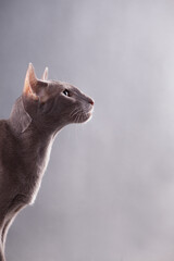 Part of the oriental cat's profile is beautiful