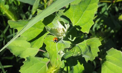 pequeño insecto  de color naranja, negro y blanco sobre una hoja verde, lerida, españa, europa