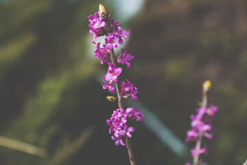 Rhododendron blossoming in the forest. Selective focus. Shallow depth of field. 