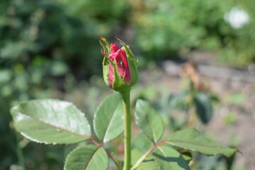 red and yellow flower