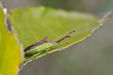 Bug on the green leaf in spring. half winged insect in nature.