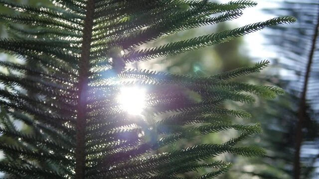 Slow motion of a tree facing the sun. Detail of the flares.