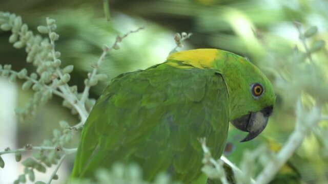 Colorful parrot with green feathers in Nicaragua slow motion