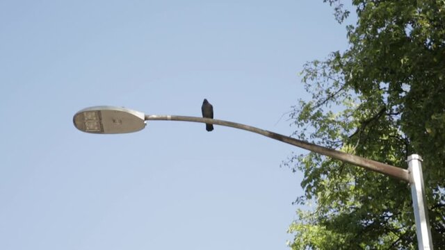 Lone Bird Sits on Top of Light Pole in a Park, Medium Shot, Slow Motion