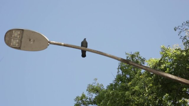Lone Bird Sits on Top of Light Pole in a Park, Close Up Shot, Slow Motion