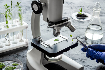 Scientist in gloves doing test with plants and microscope in biological lab