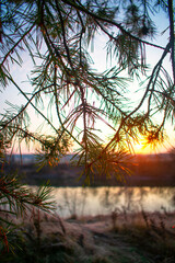 Fototapeta premium the sun light plays through the branches of a pine