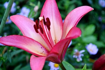 Pink Lily. Flower of female happiness.