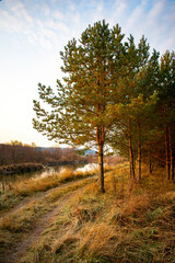 Landscape pine on a frosty morning by the river and road