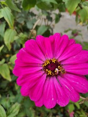 Obraz premium flowers