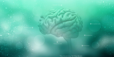 3d illustration Human health brain 