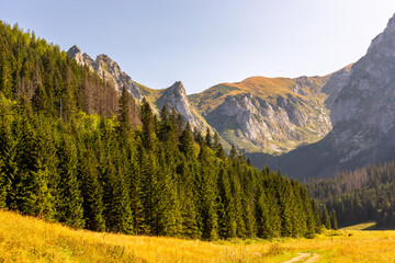 Mountain glade Wielka Polana Malolacka with pine trees and spruces in autumn, with rocky Tatra Mountains in the background, Poland. Giewont, Siodlowa Turnia, Mnichowe Turnie, Wielka Turnia peaks. © Cleop6atra