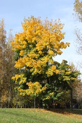 Naklejka premium A tree with yellow and green leaves. Russia.