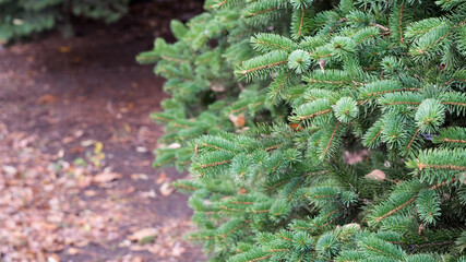 Spruce fir-tree branches in the woods, selective focus, copyspace.