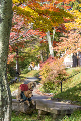 日光竜頭の滝／ゴールデンレトニエル