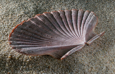 Mexican flat scallops, gisella shells,mollusk shell pecten vogdesi sea shell on the sand in macro photography