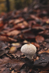 mushroom in the forest