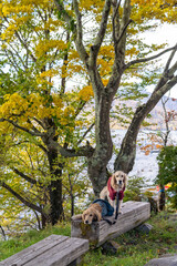 日光竜頭の滝／ゴールデンレトニエル