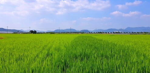 Obraz premium Green paddy field before harvest2