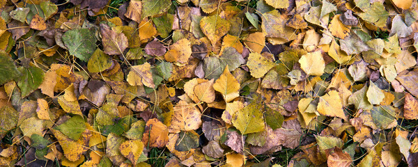 Red and orange autumn leaves background. Colorful Vibrant backround texture with space for text. Fall season concept. Autumn cold rainy day