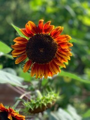 sunflower in the garden