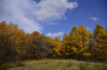 autumn trees in the park