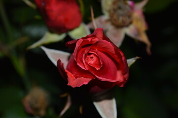 Closed red rose. Elegant flower and its short flowering stage.