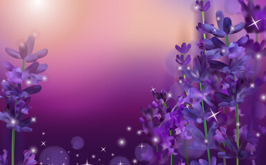 Fototapeta na wymiar Summer Sunset over a violet lavender flower. Fragrant, blooming violet lavender for perfumery, health products, wedding. France, Provence. Realistic vector illustration.