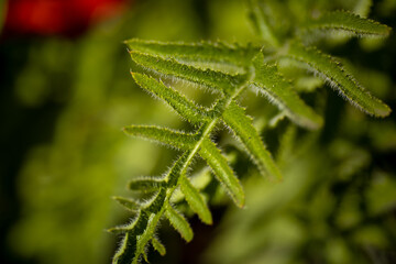 
flowers of life - poppies