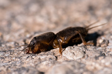 Maulwurfsgrille auf Kies