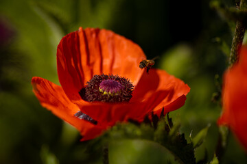 
flowers of life - poppies