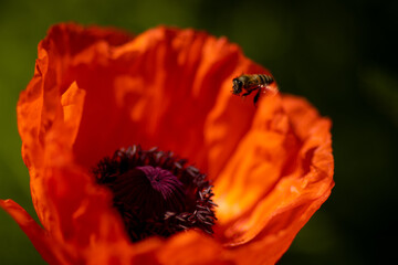 
flowers of life - poppies