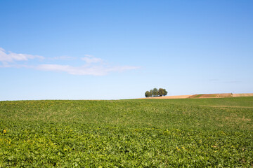 Rolling green agriculture field set against a clear sky in the  German countryside.