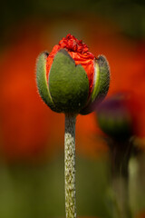 
flowers of life - poppies