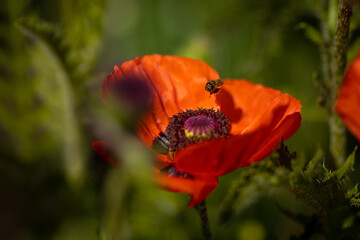 
flowers of life - poppies