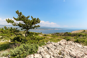 Fototapeta na wymiar View from island Krk with rocky coastline and pine tree to dalmatian coast near Rijeka on Adriatic sea, Croatia Europe